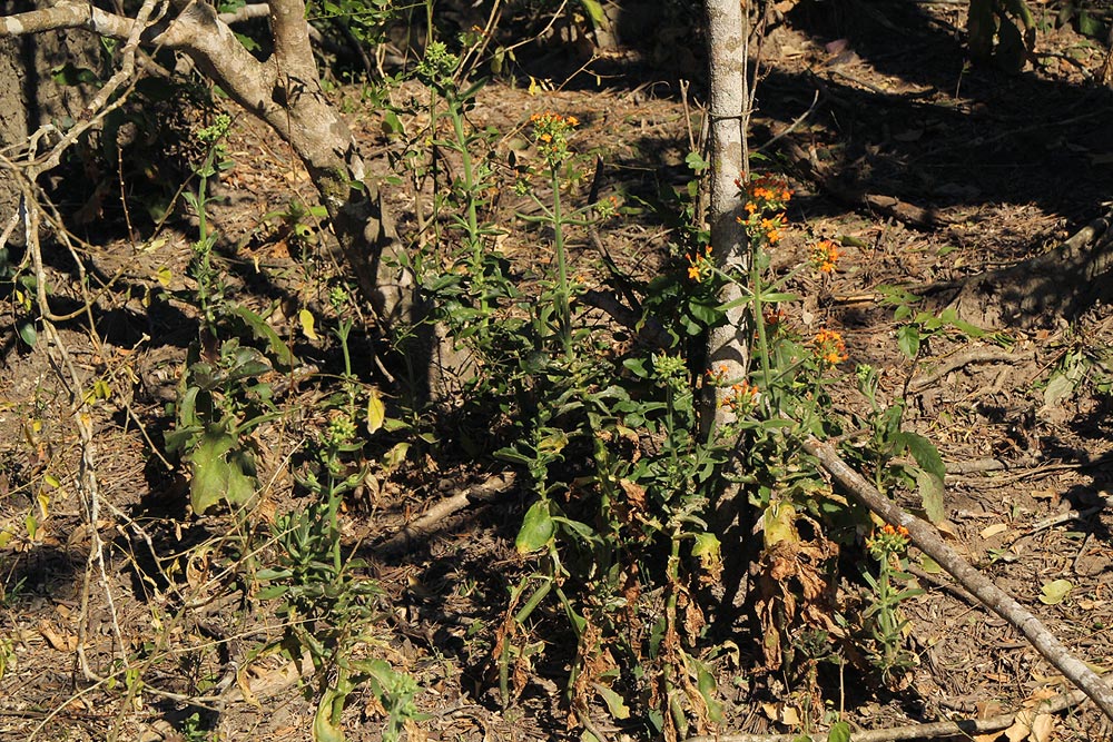 Kalanchoe lanceolata Kalanchoe lanceolata