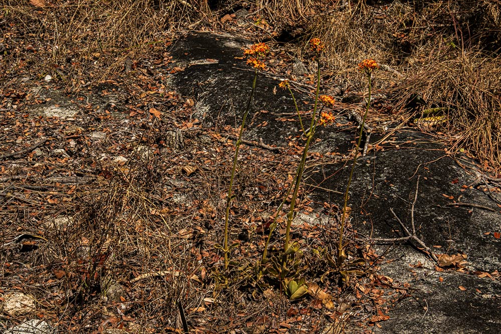 Kalanchoe lanceolata