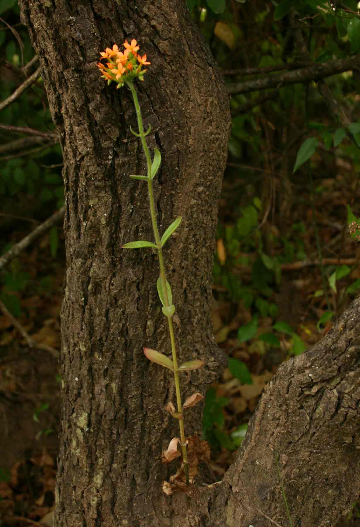 Kalanchoe lanceolata
