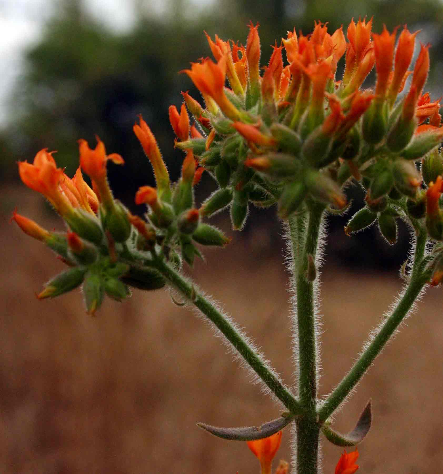 Kalanchoe lanceolata