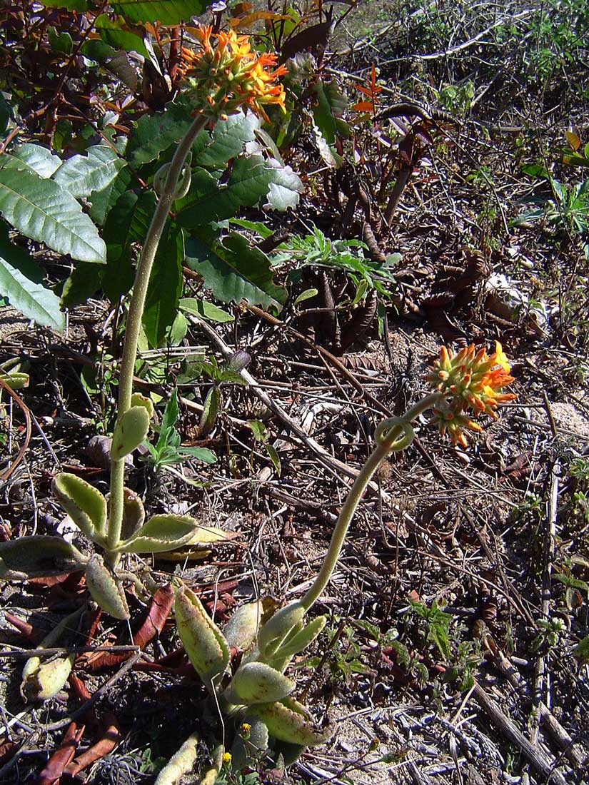Kalanchoe lanceolata