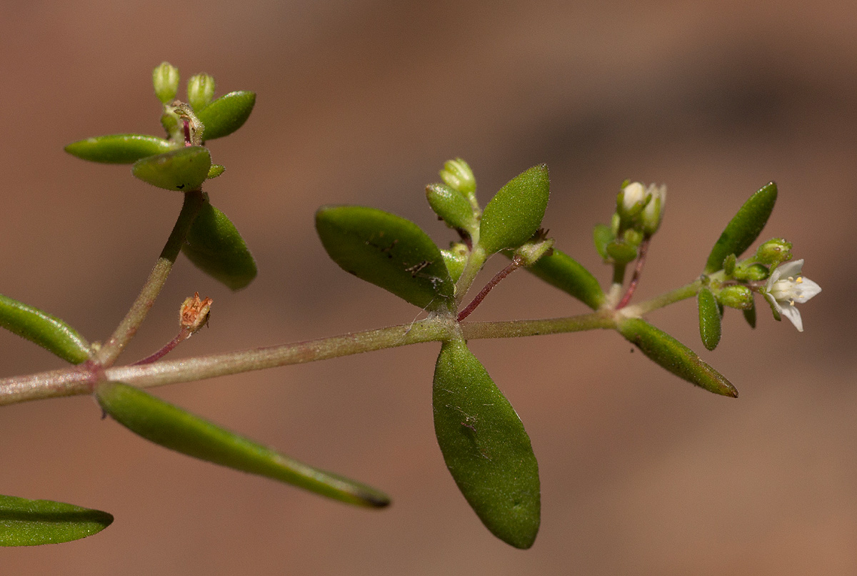 Crassula expansa subsp. fragilis var. fragilis