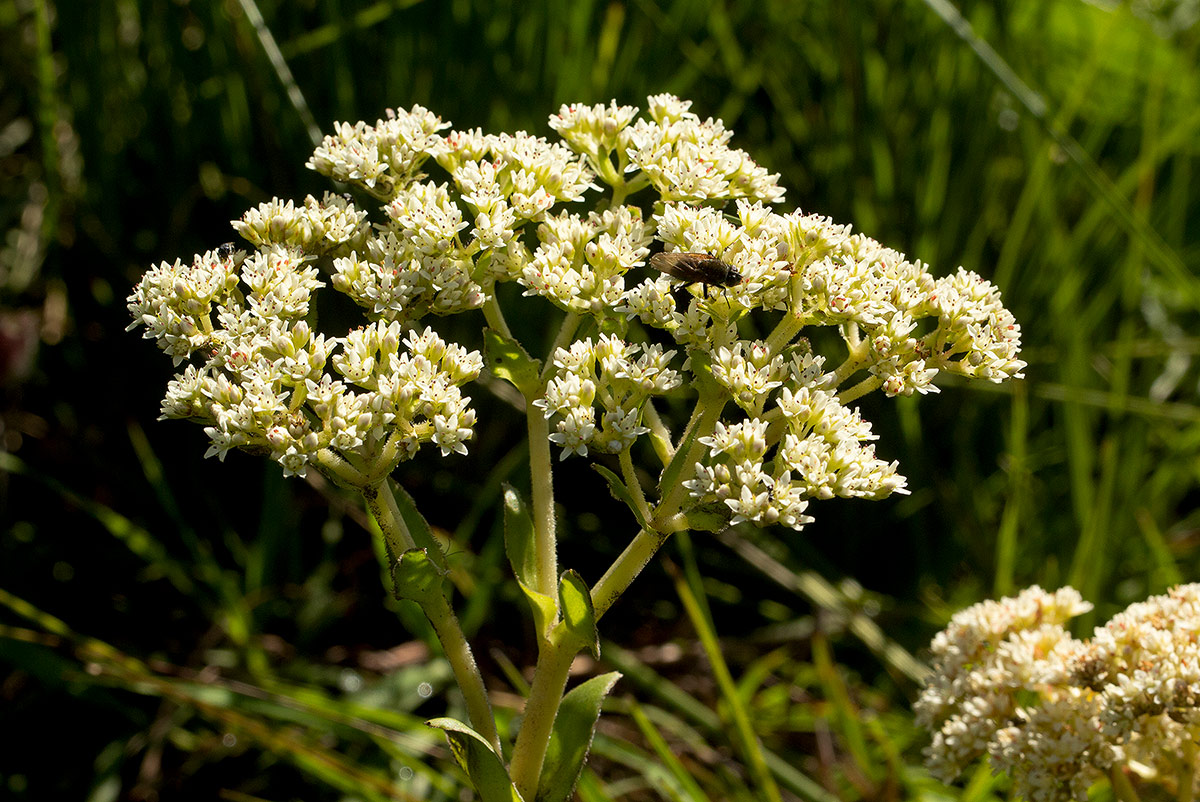 Crassula vaginata Crassula vaginata
