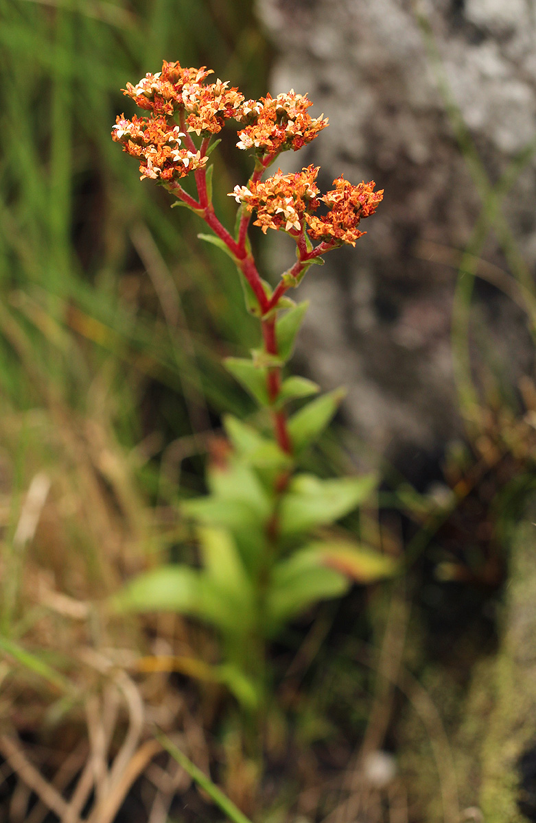 Crassula vaginata
