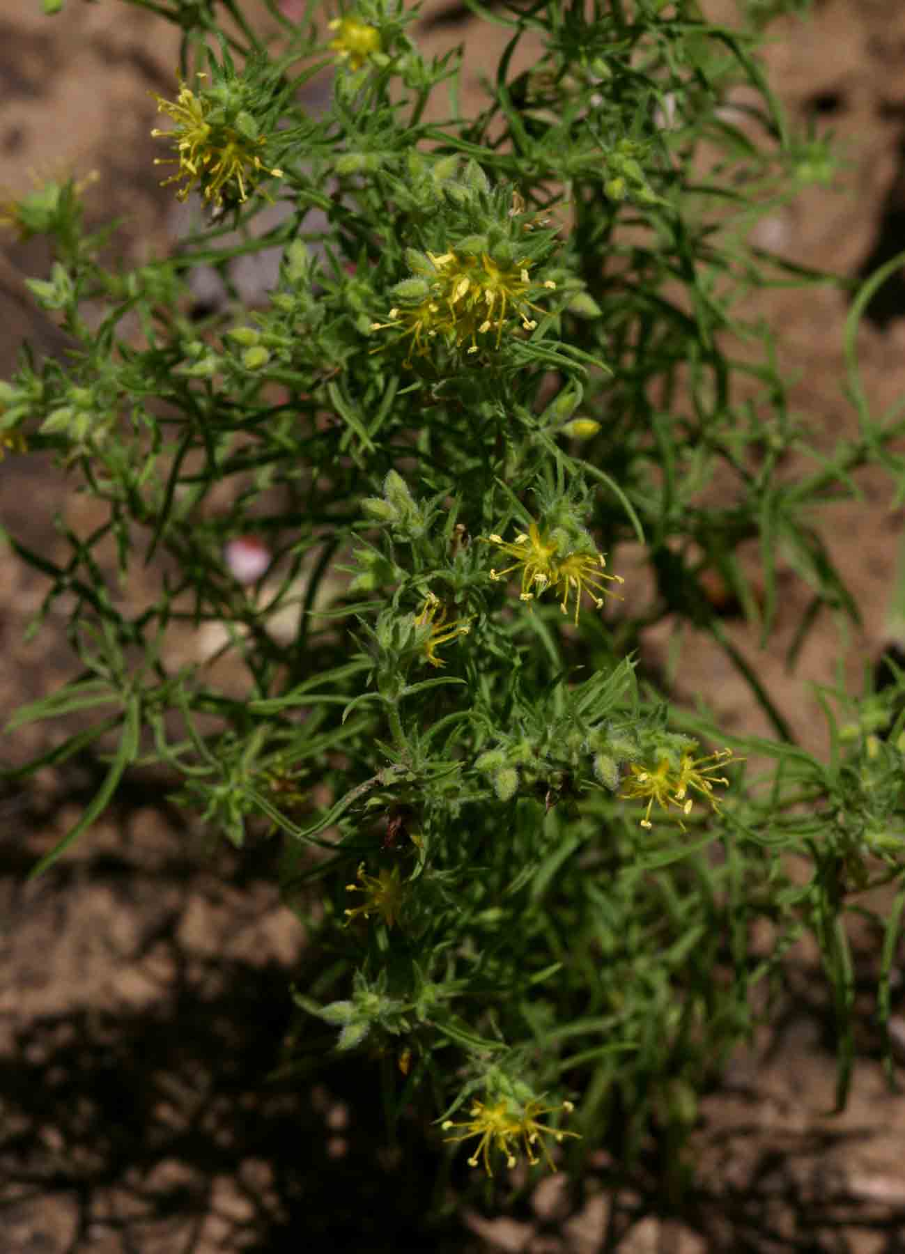 Vahlia capensis subsp. vulgaris var. vulgaris Vahlia capensis subsp. vulgaris var. vulgaris