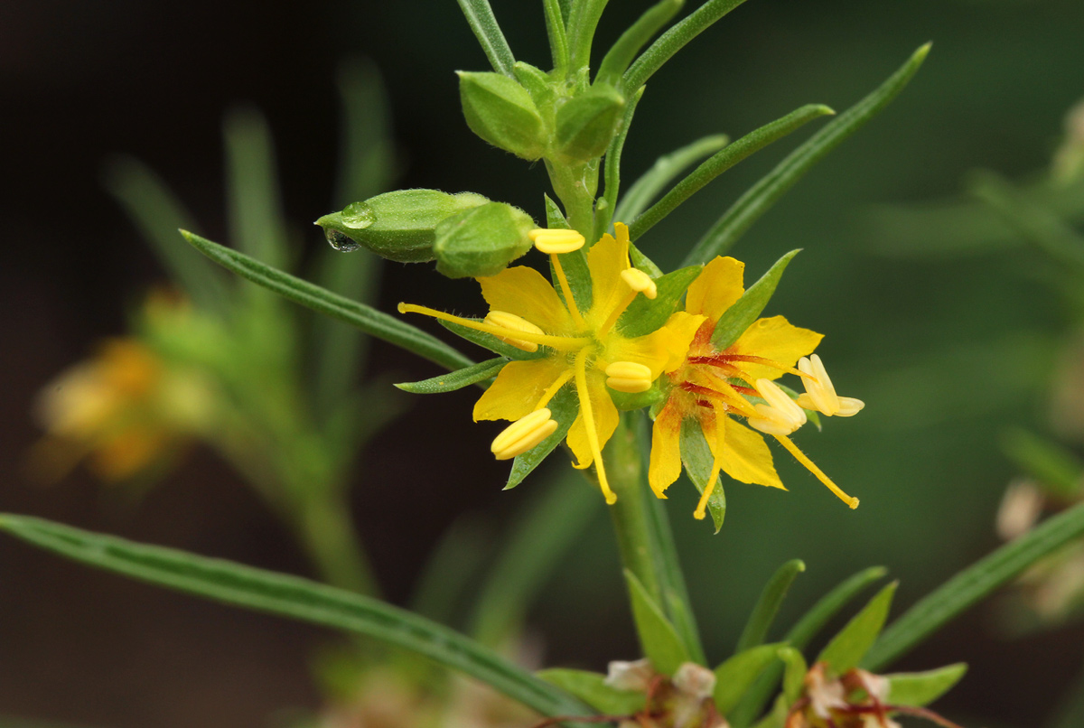Vahlia capensis subsp. vulgaris var. vulgaris Vahlia capensis subsp. vulgaris var. vulgaris