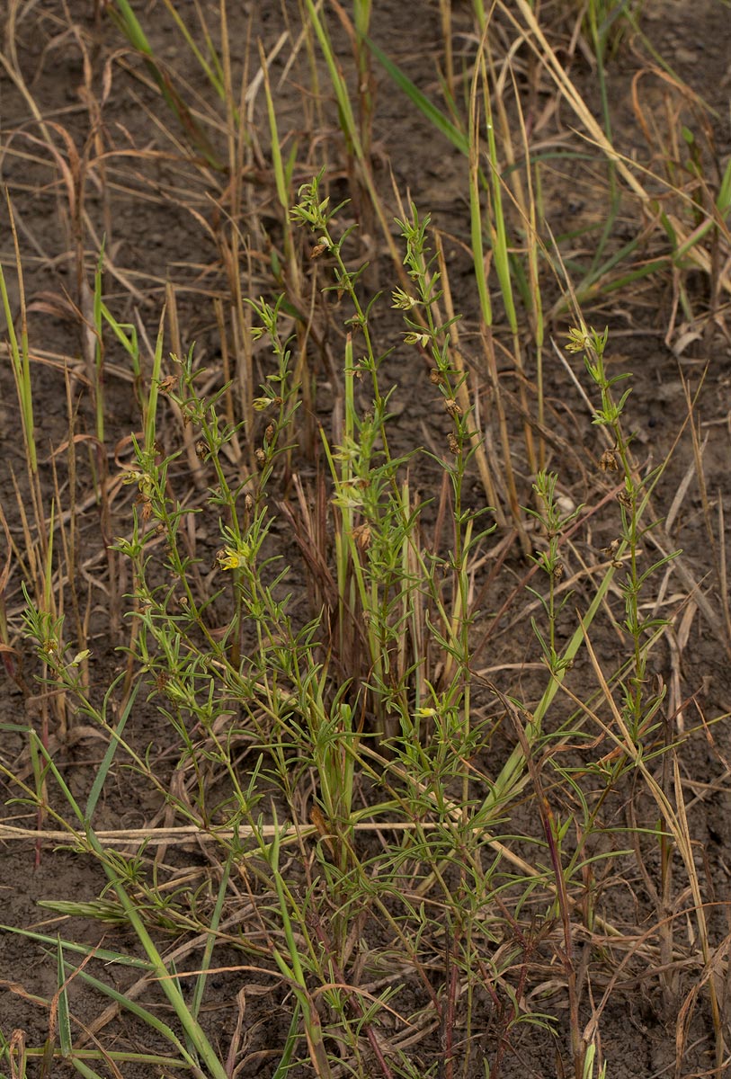 Vahlia capensis subsp. vulgaris var. vulgaris Vahlia capensis subsp. vulgaris var. vulgaris