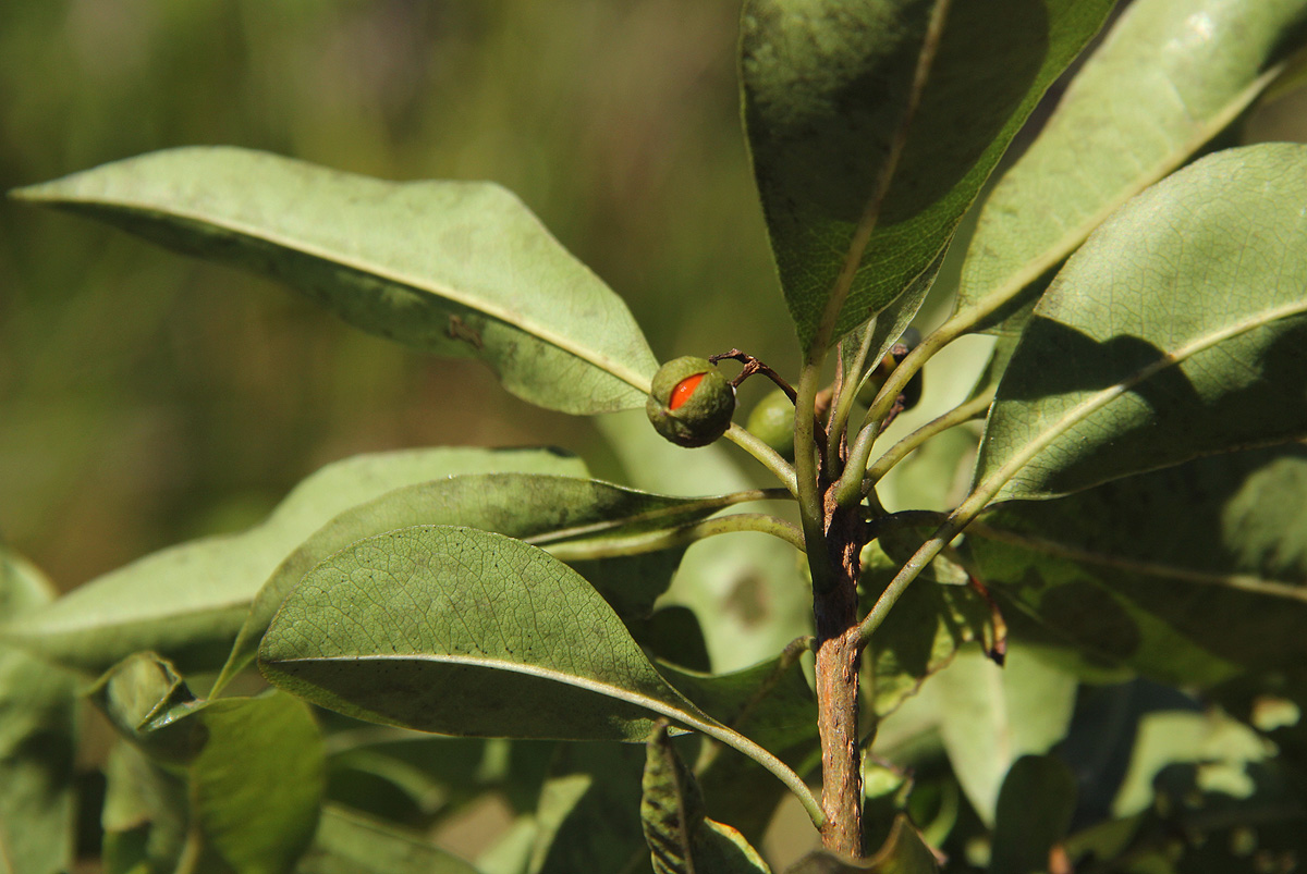 Pittosporum viridiflorum Pittosporum viridiflorum