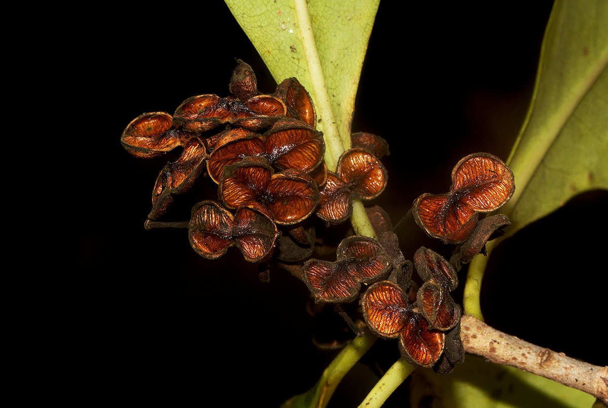Pittosporum viridiflorum