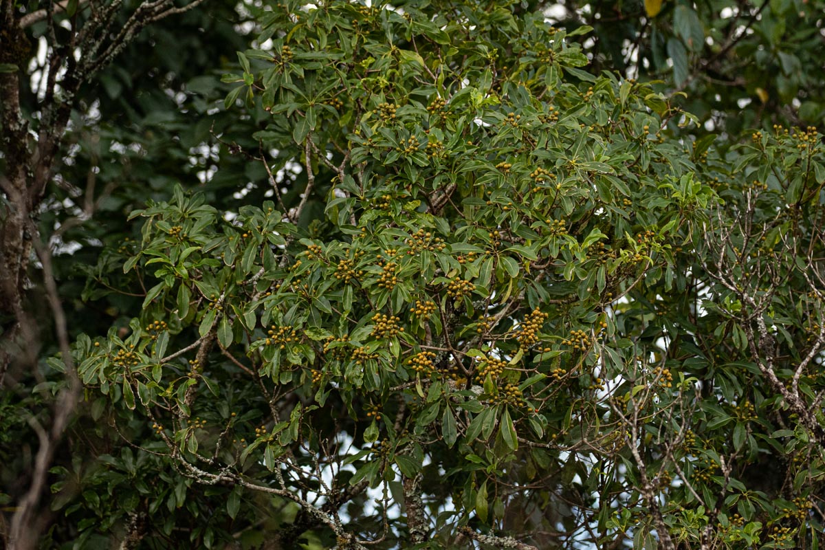 Pittosporum viridiflorum
