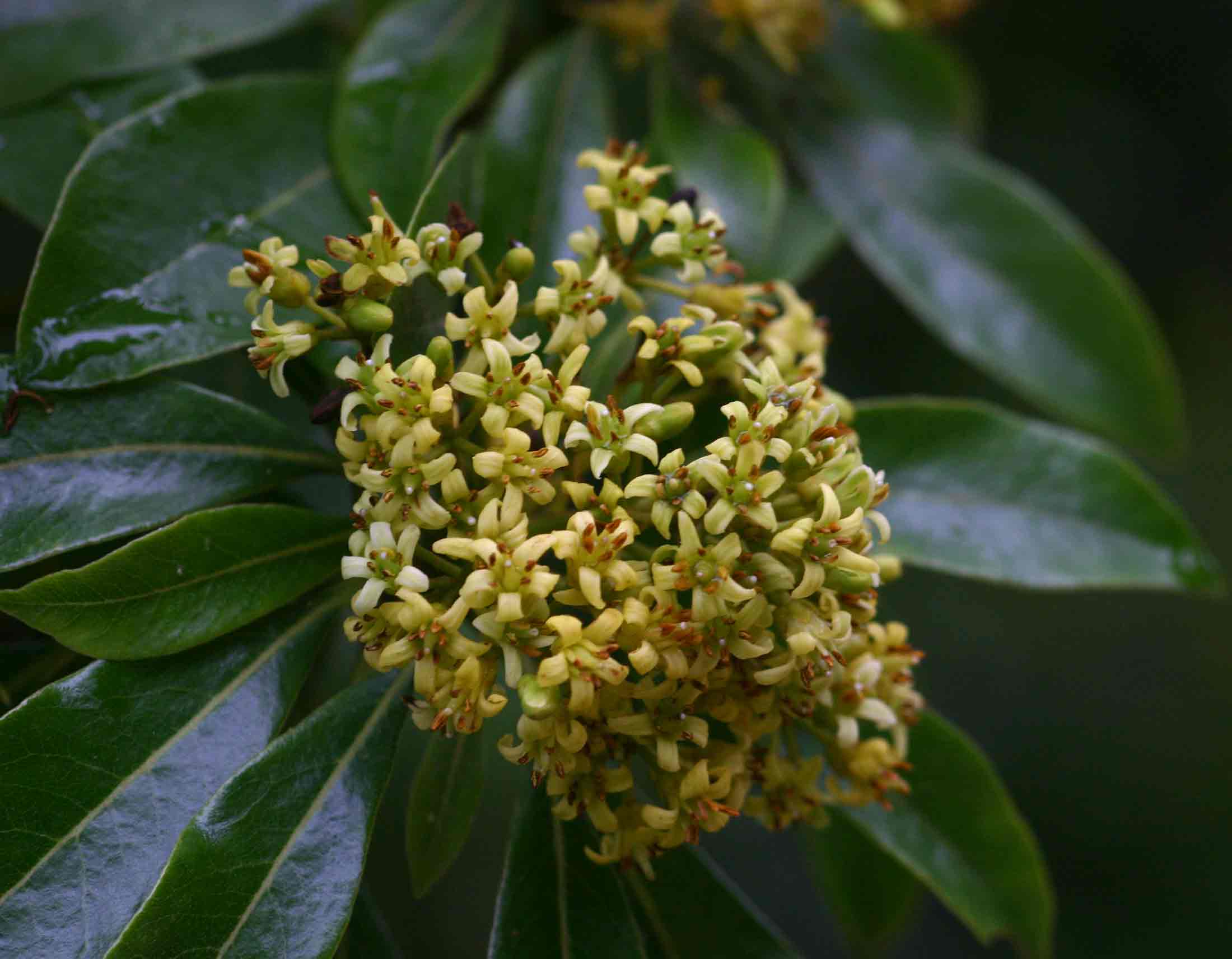 Pittosporum viridiflorum