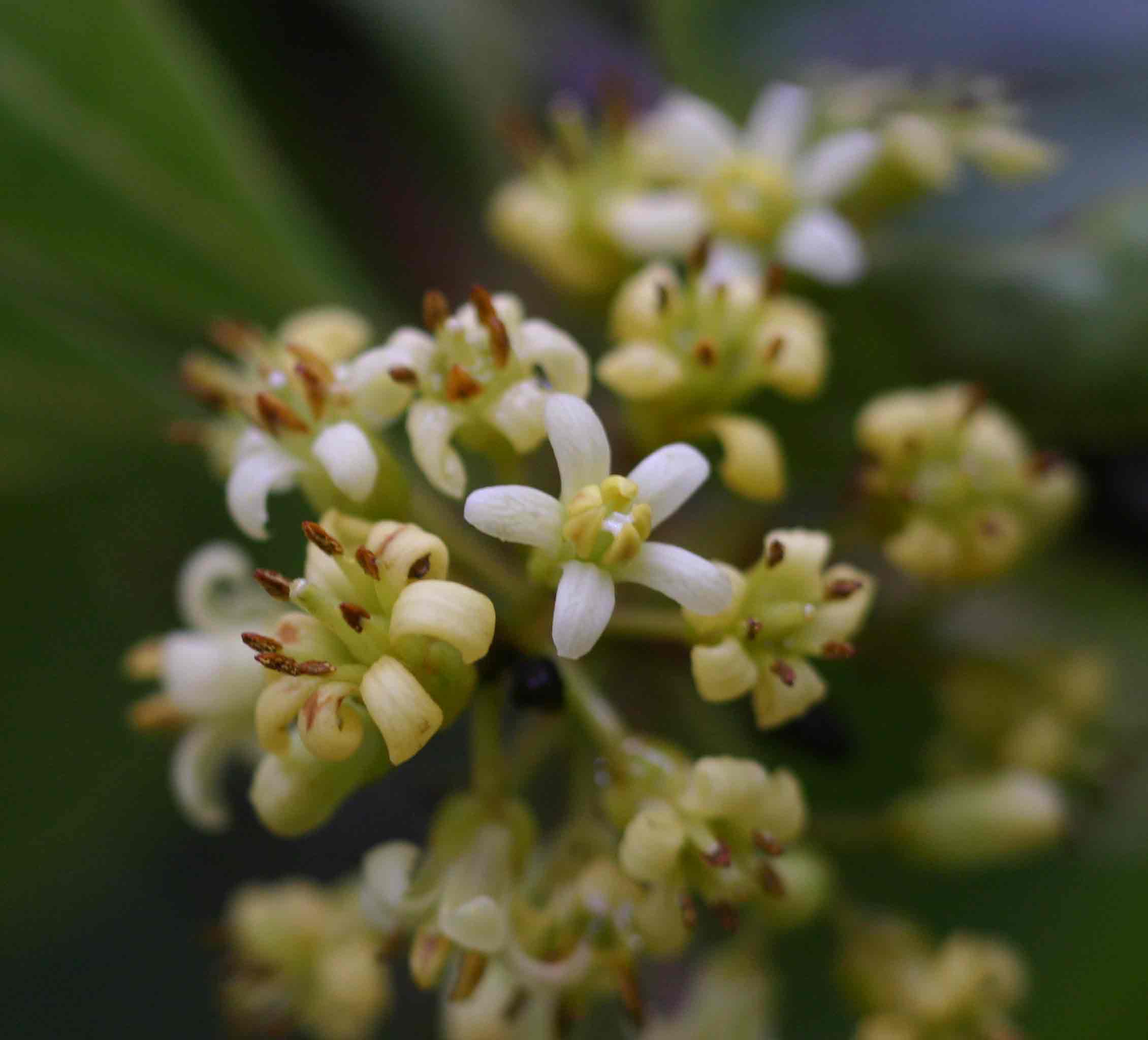 Pittosporum viridiflorum
