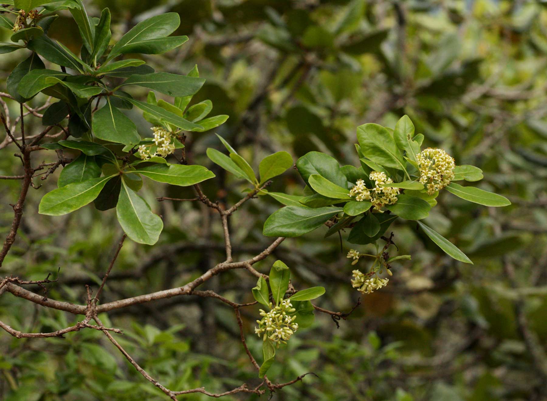 Pittosporum viridiflorum