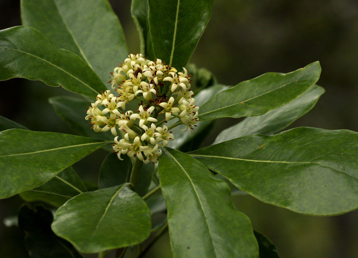 Pittosporum viridiflorum
