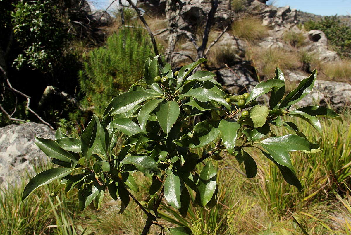 Pittosporum viridiflorum