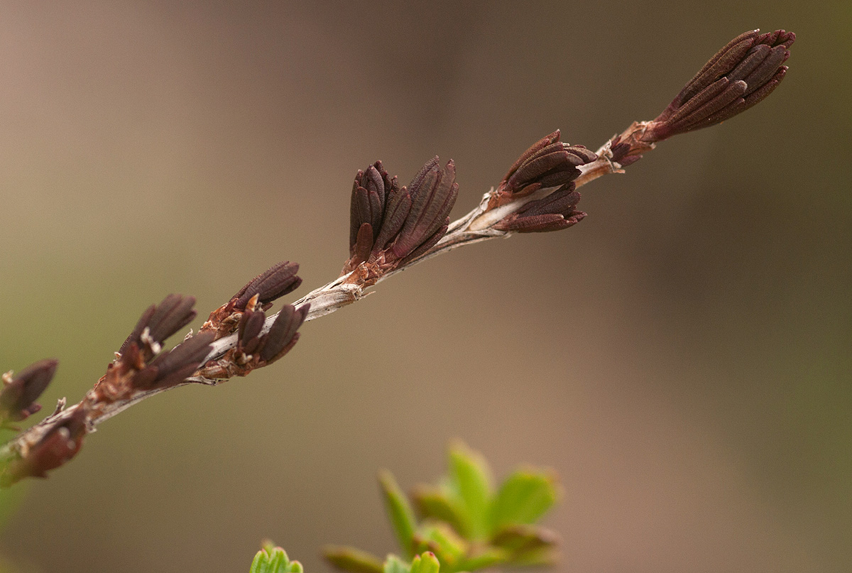 Myrothamnus flabellifolius