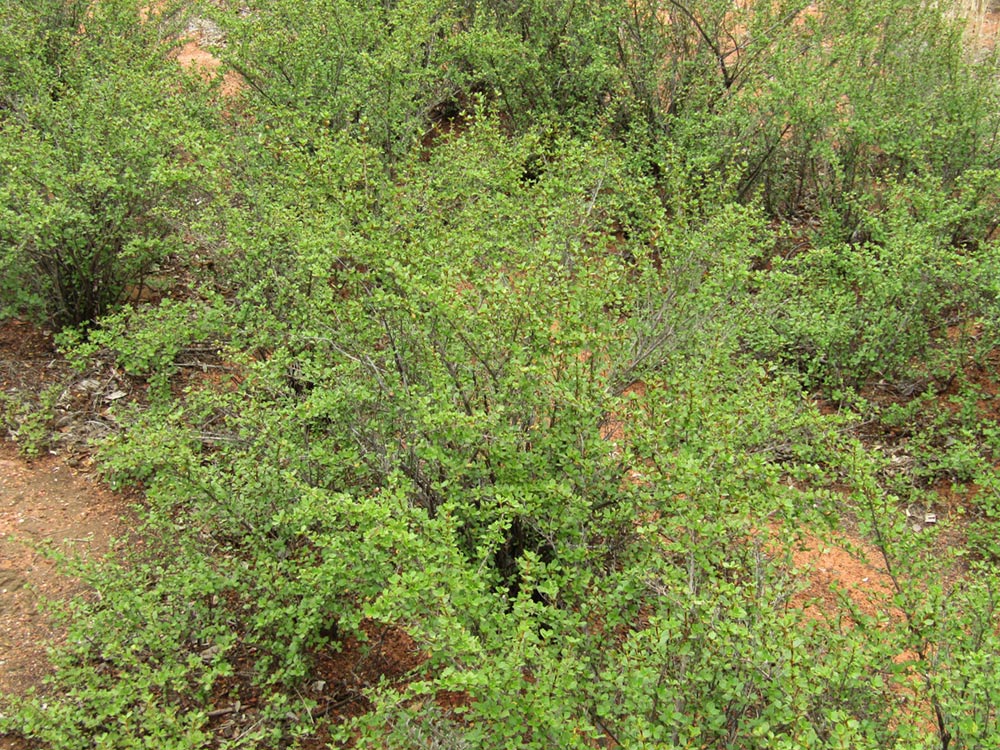 Myrothamnus flabellifolius