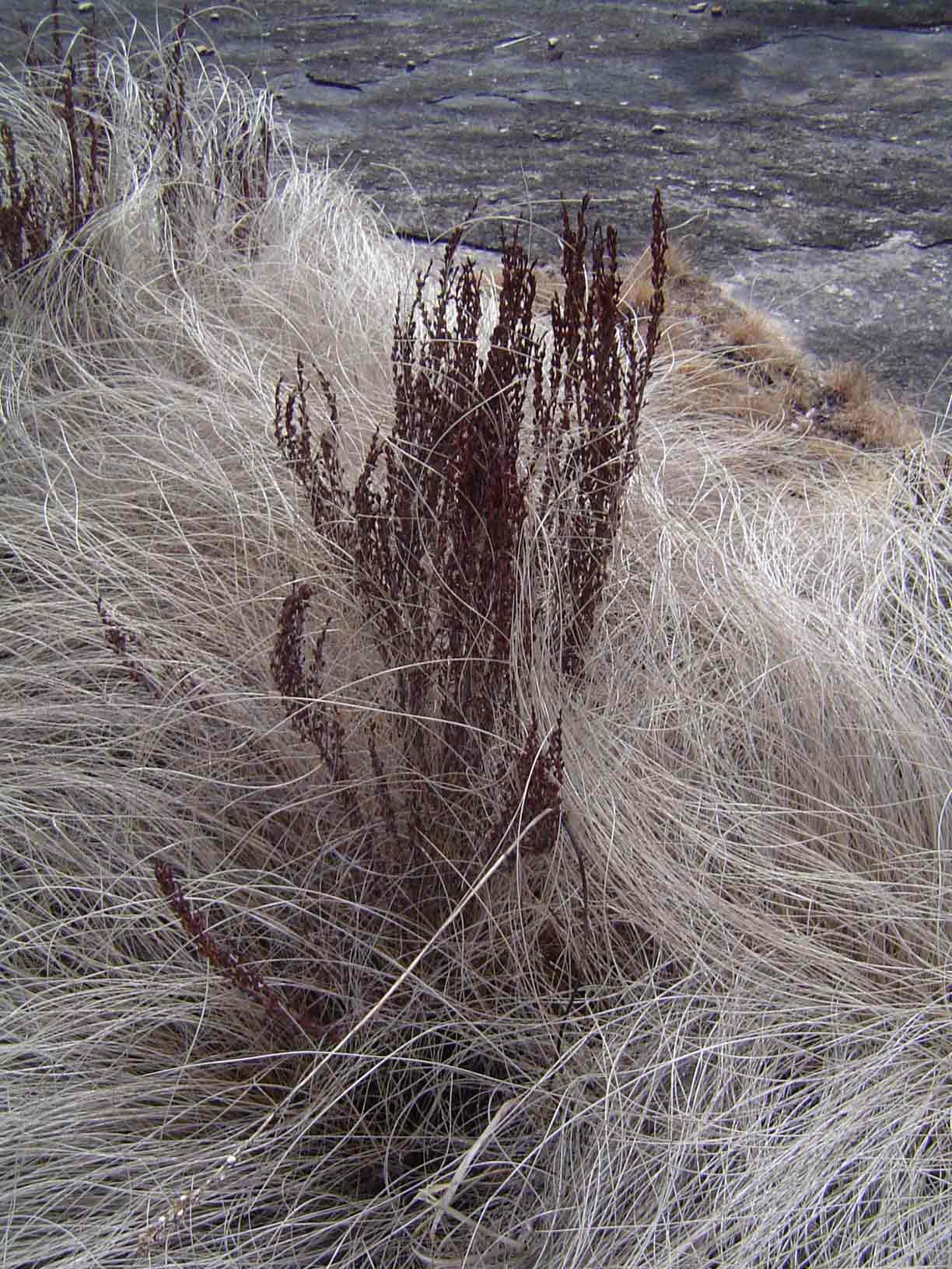Myrothamnus flabellifolius