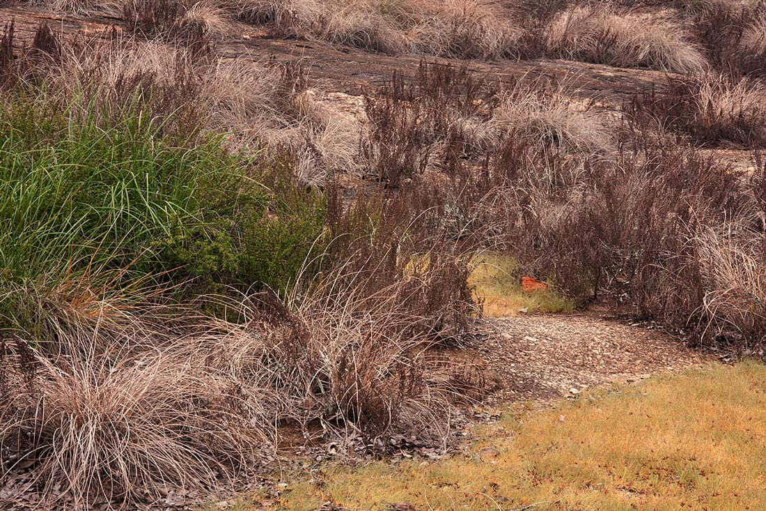 Myrothamnus flabellifolius