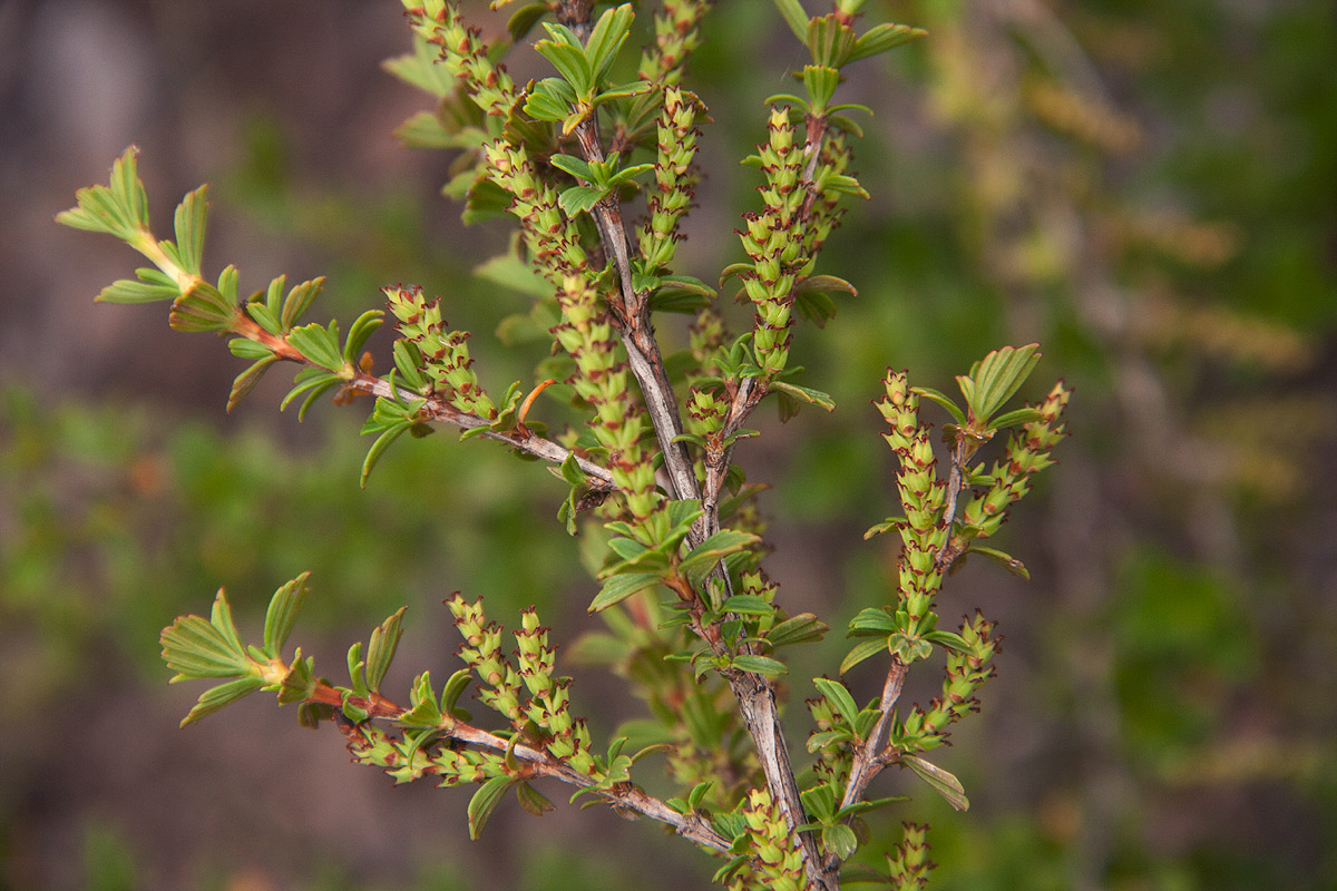 Myrothamnus flabellifolius