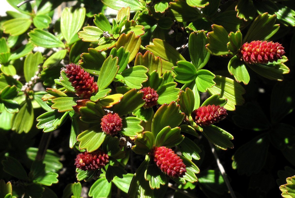 Myrothamnus flabellifolius