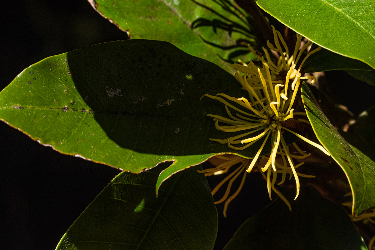 Trichocladus ellipticus subsp. malosanus