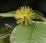 Trichocladus ellipticus subsp. malosanus