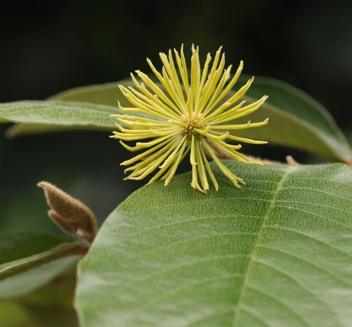 Trichocladus ellipticus subsp. malosanus Trichocladus ellipticus subsp. malosanus