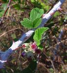 Rubus niveus