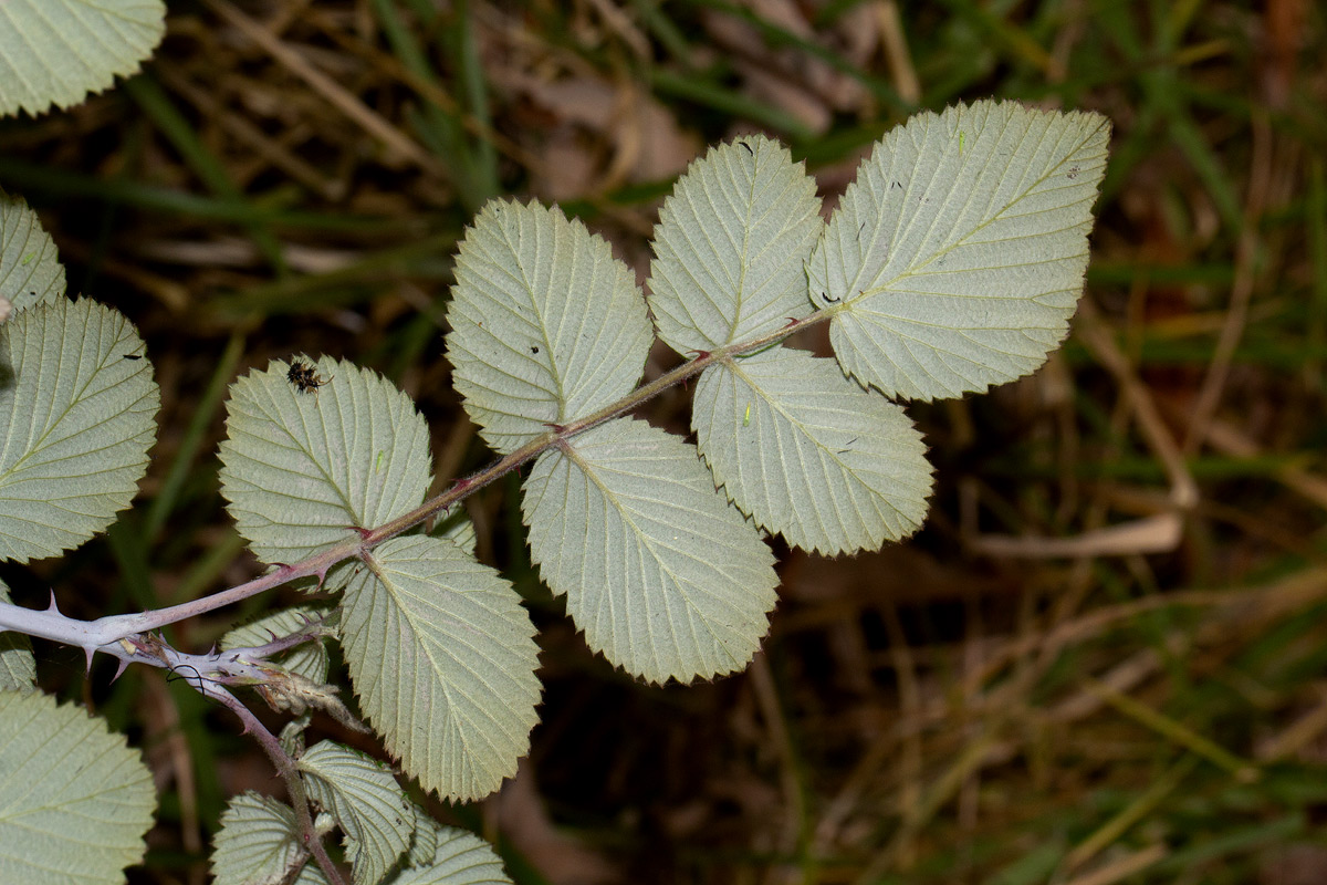 Rubus niveus