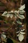 Rubus niveus