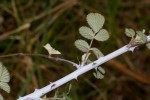 Rubus niveus
