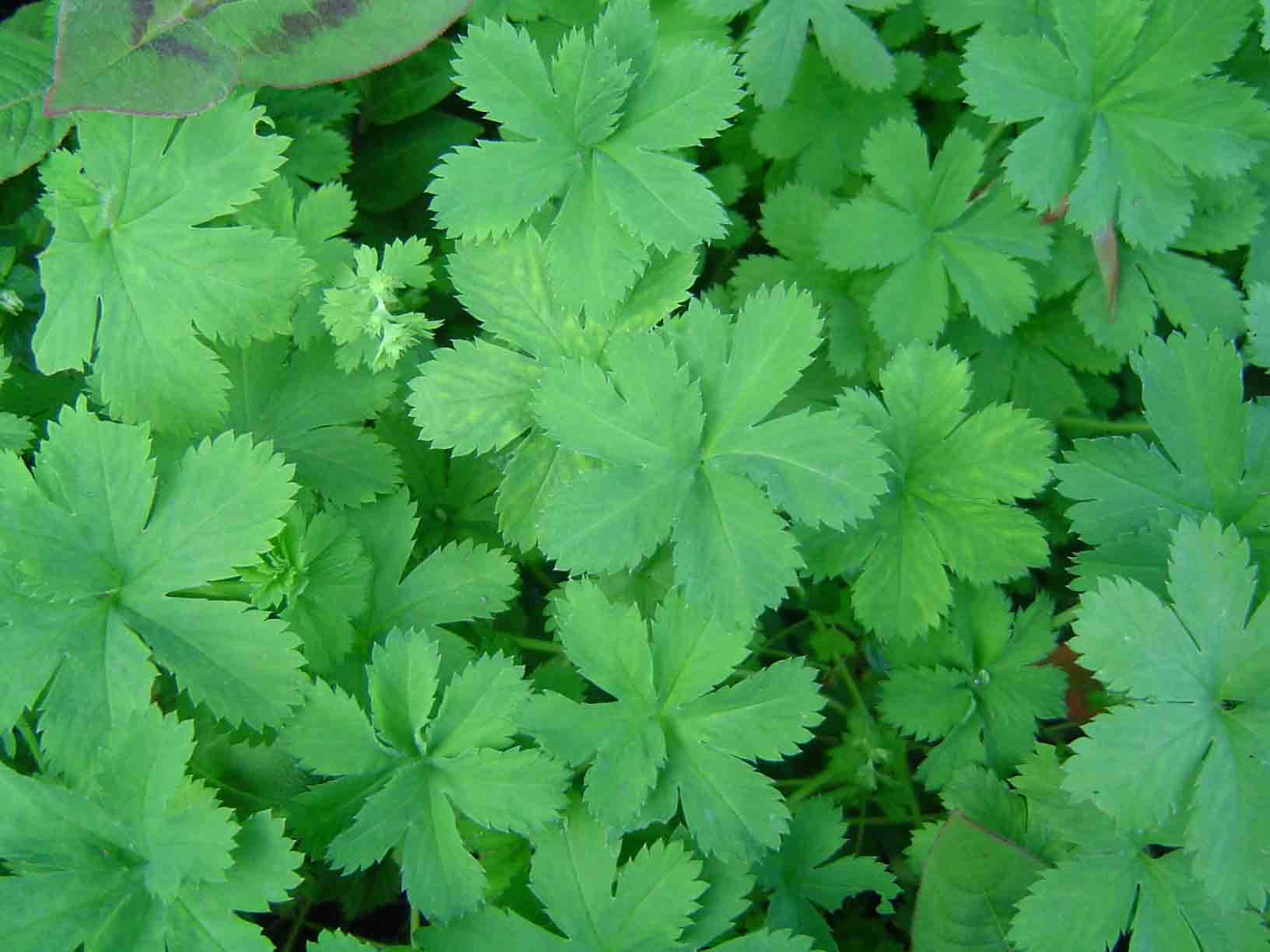 Alchemilla kiwuensis