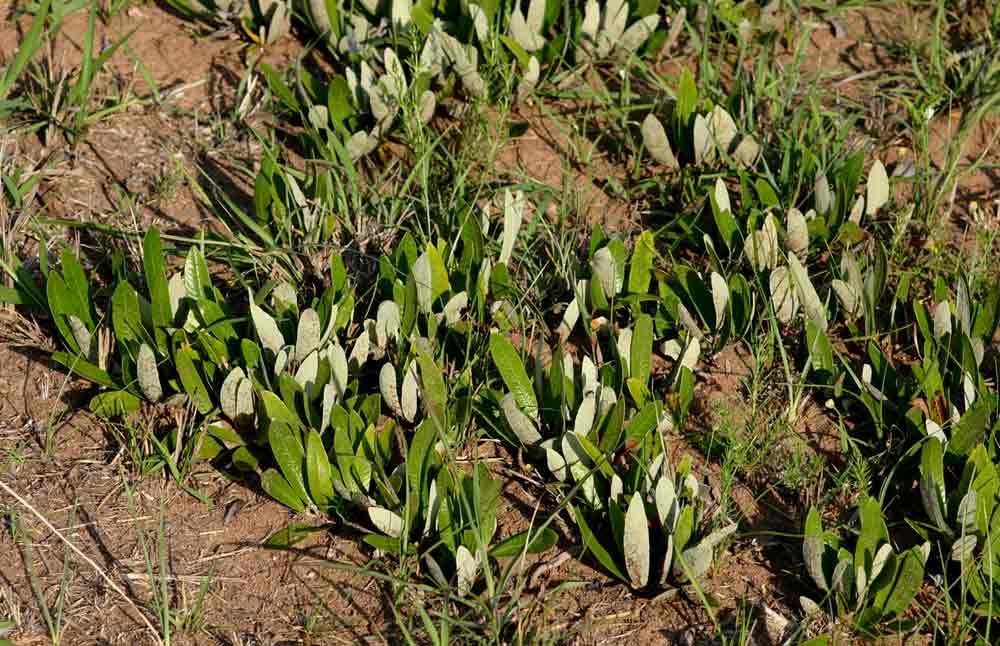 Parinari capensis subsp. capensis
