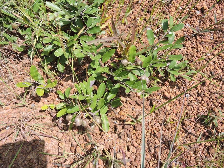 Parinari capensis subsp. capensis