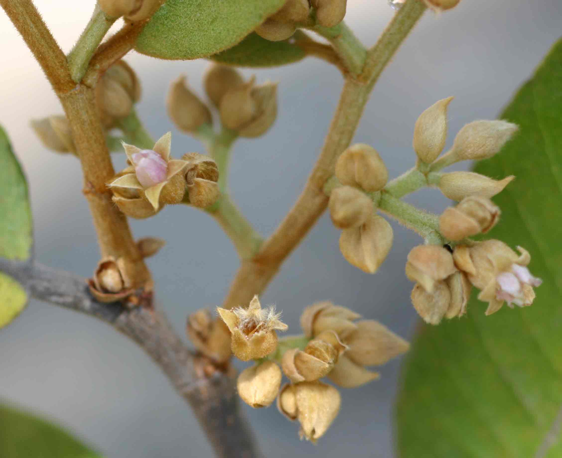 Parinari curatellifolia