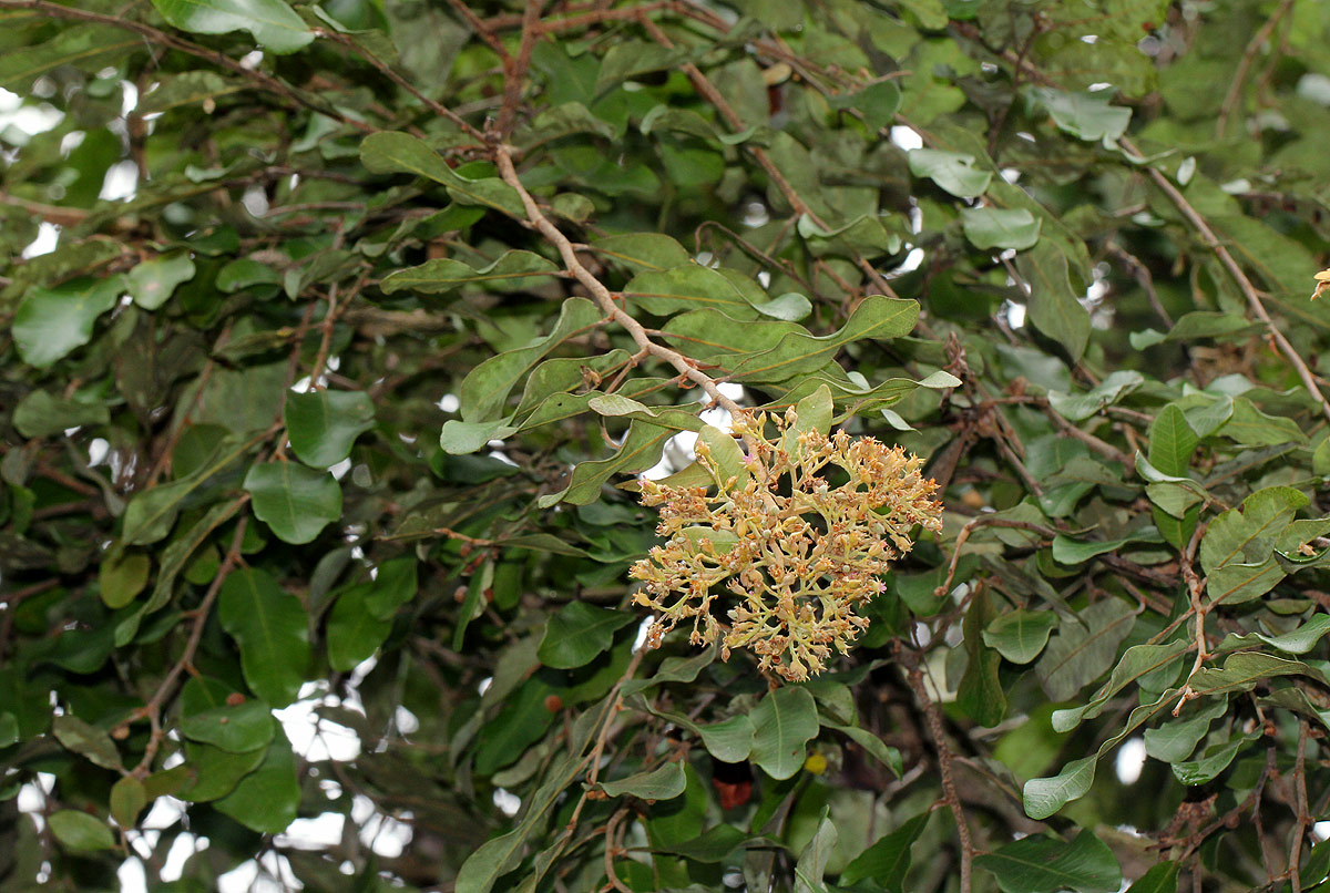 Parinari curatellifolia
