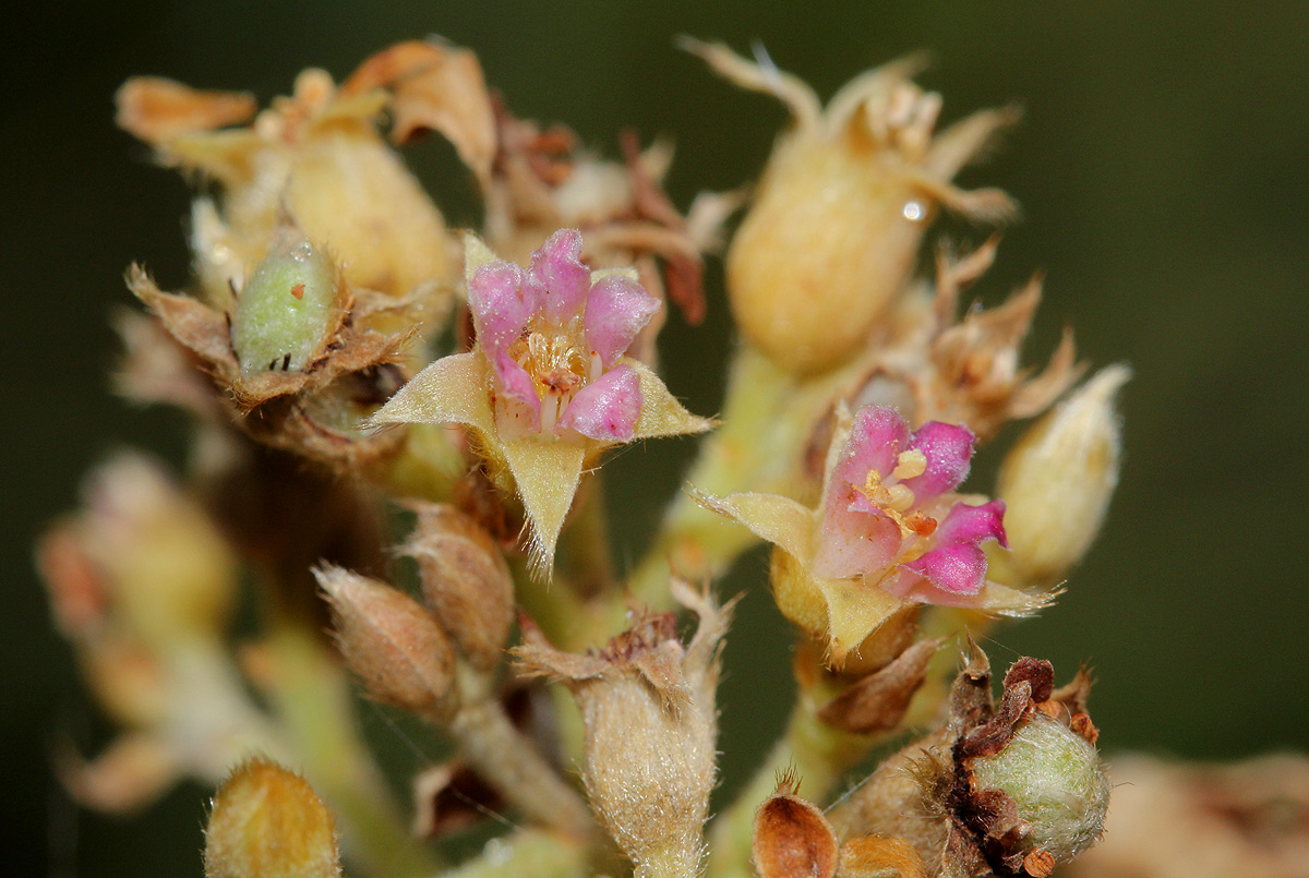 Parinari curatellifolia