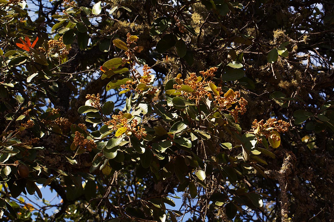 Parinari curatellifolia