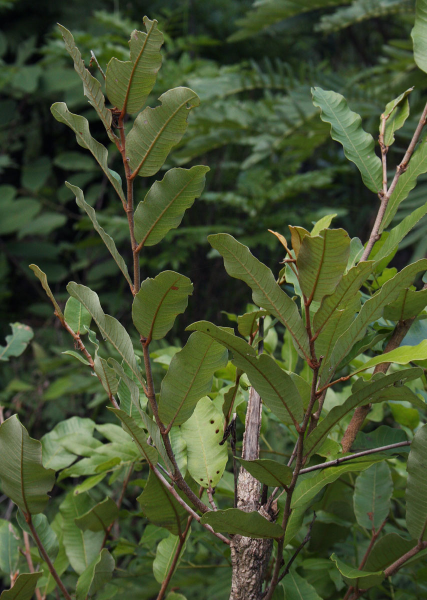 Parinari curatellifolia