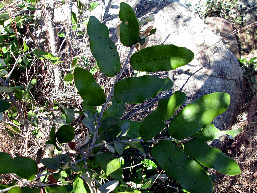 Parinari curatellifolia