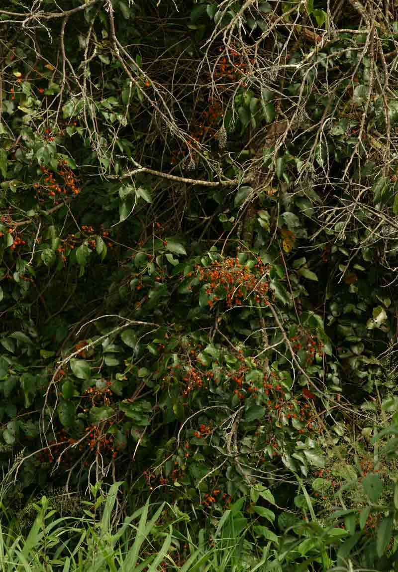 Agelaea pentagyna Agelaea pentagyna