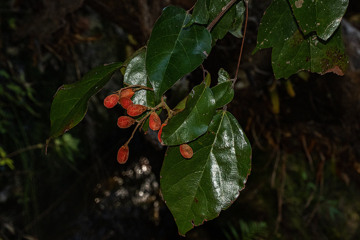 Agelaea pentagyna