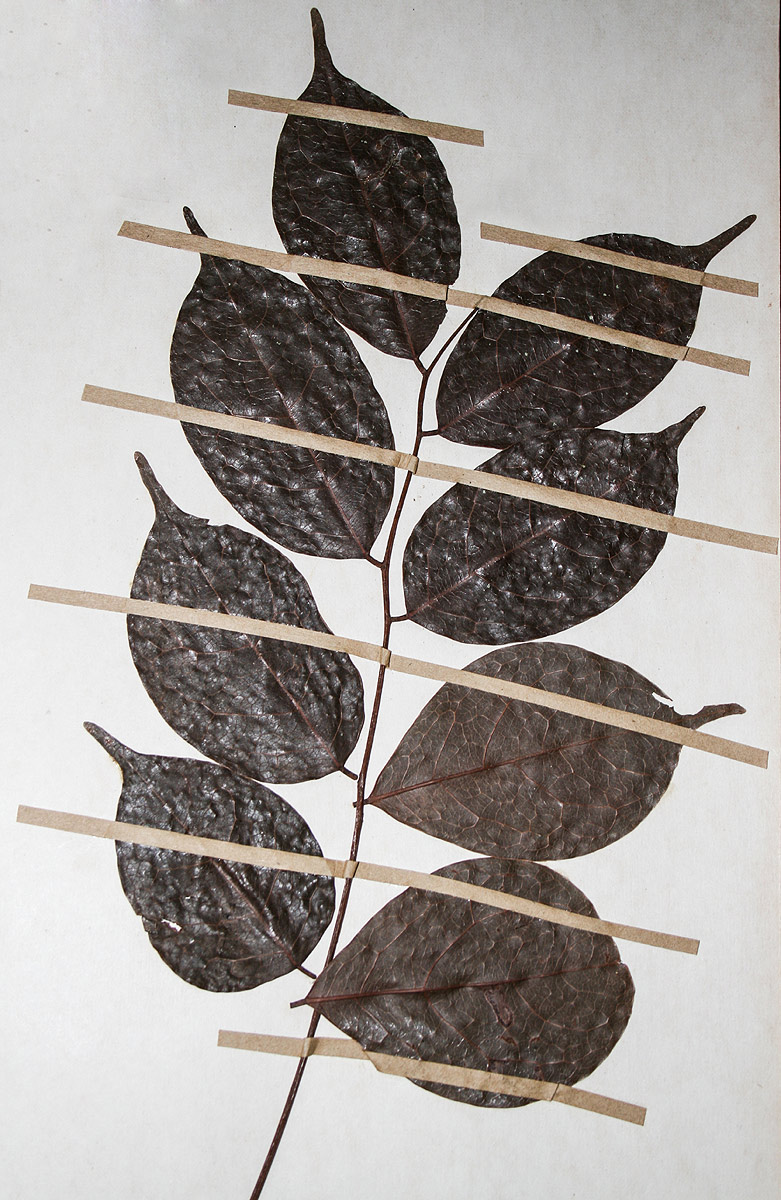 Rourea minor Rourea minor