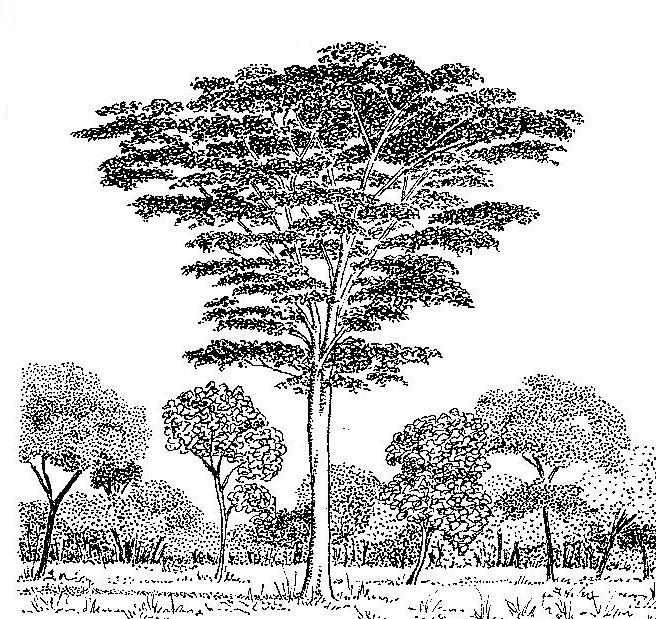 Albizia adianthifolia var. adianthifolia