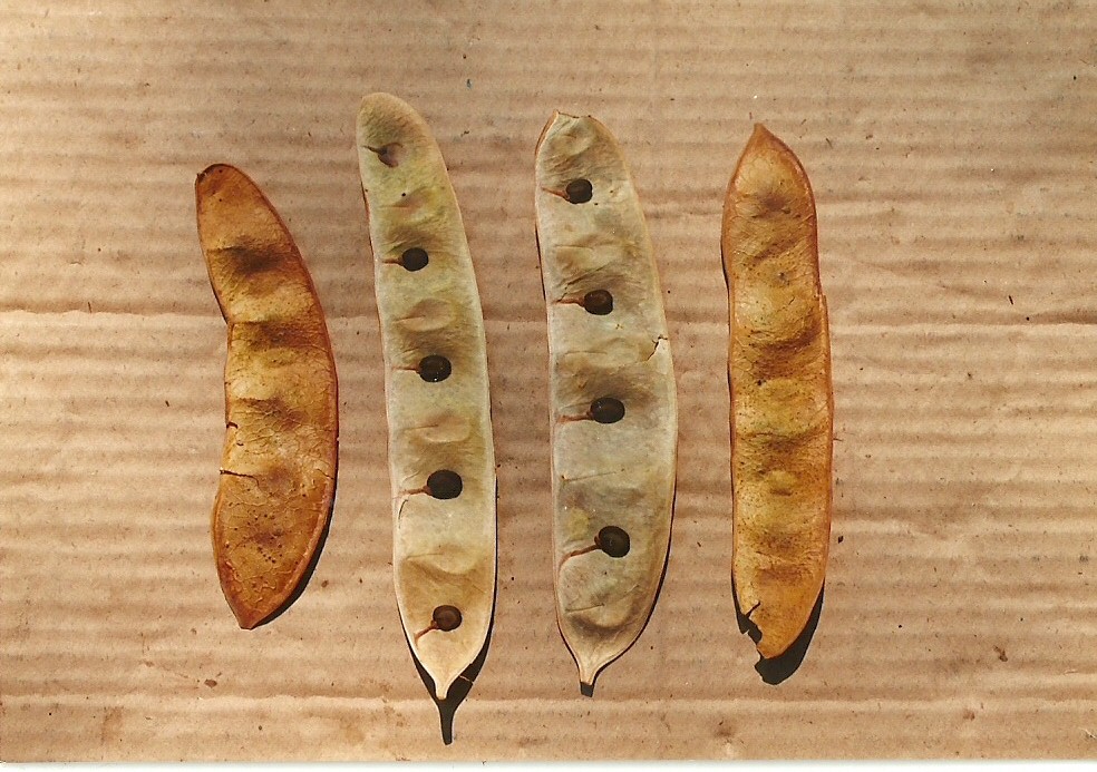 Albizia adianthifolia var. adianthifolia