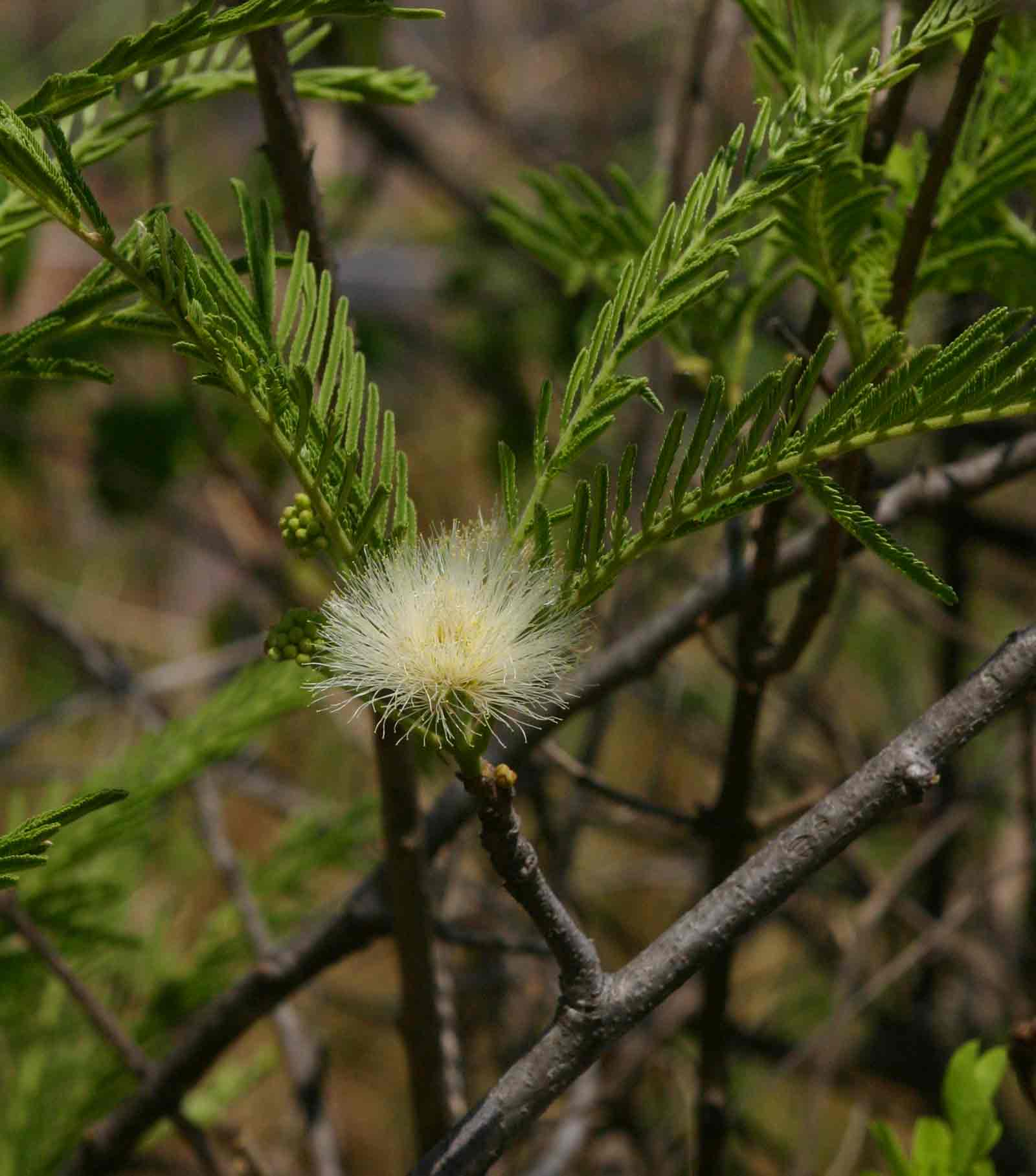 Albizia amara subsp. sericocephala