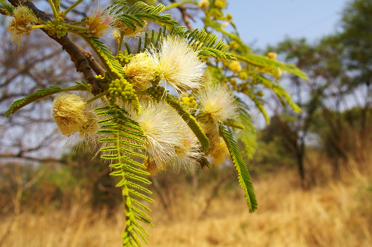Albizia amara subsp. sericocephala Albizia amara subsp. sericocephala