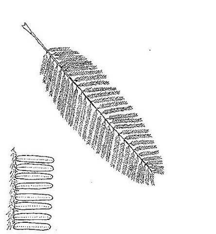 Albizia amara subsp. sericocephala