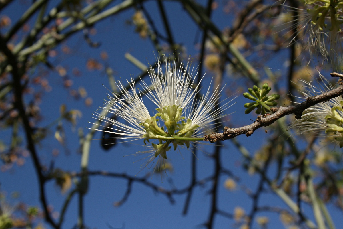Albizia anthelmintica